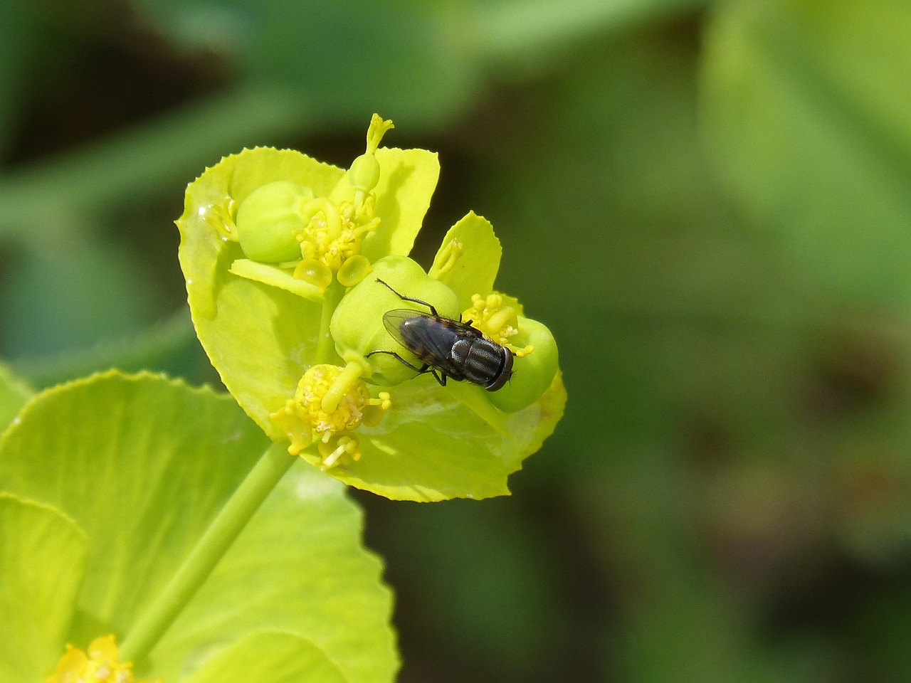 diptera insect fly fishing striped free photo