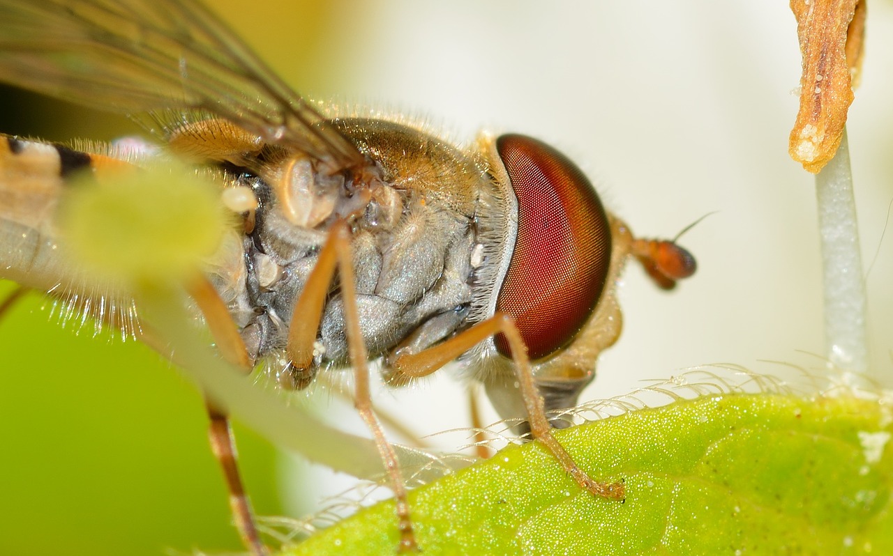 diptera episyrphus balteatus free photo