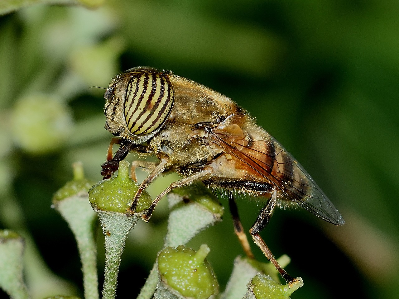 diptera eristalinus taeniops free photo