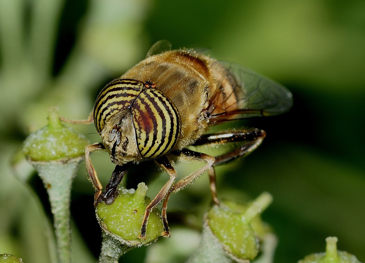 diptera eristalinus taeniops free photo