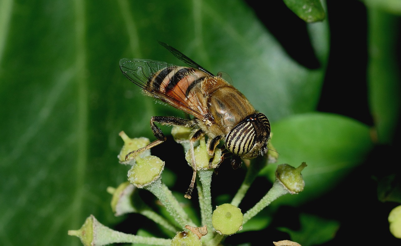 diptera eristalinus taeniops free photo