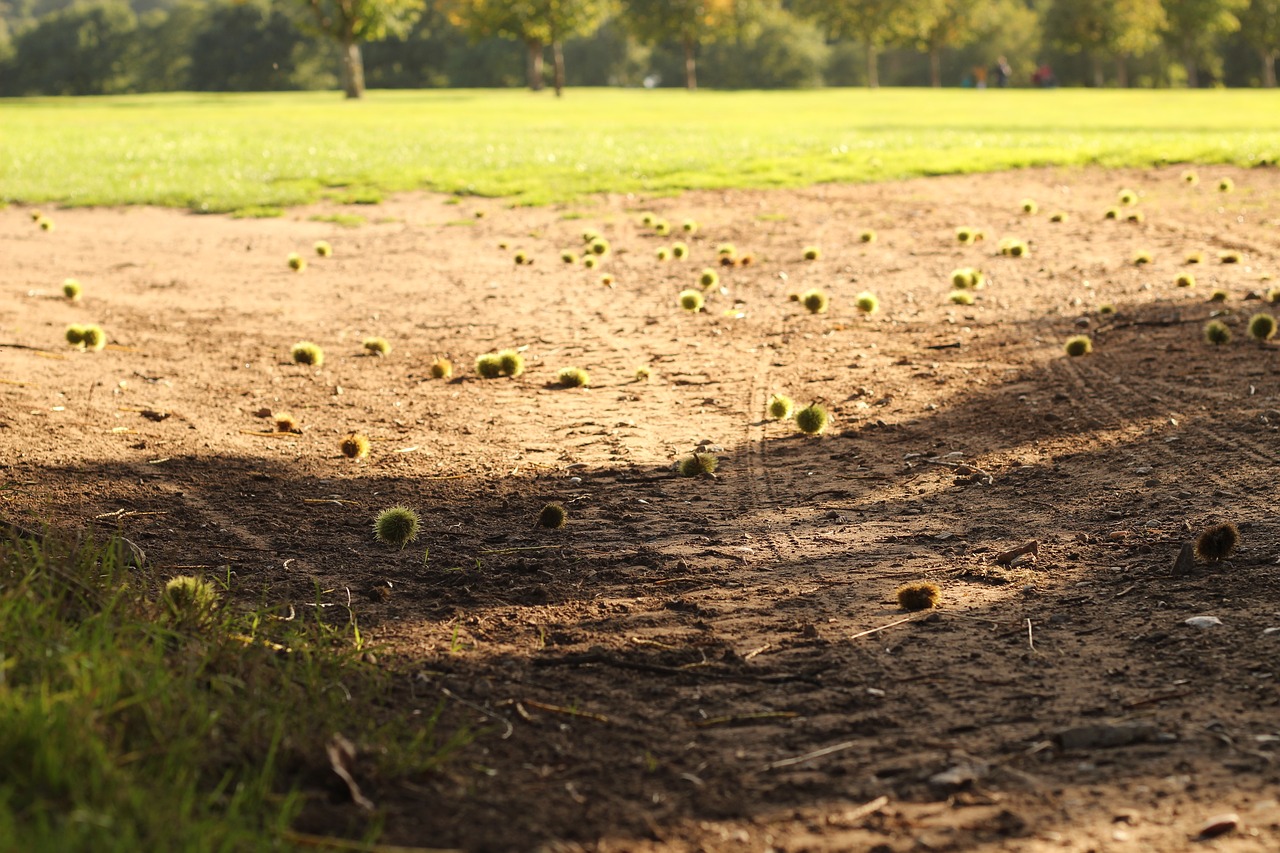 dirt autumn grass free photo