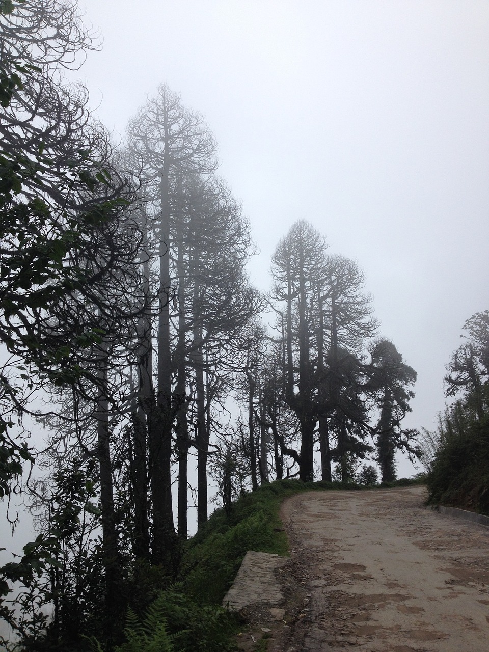 dirt road trees free photo