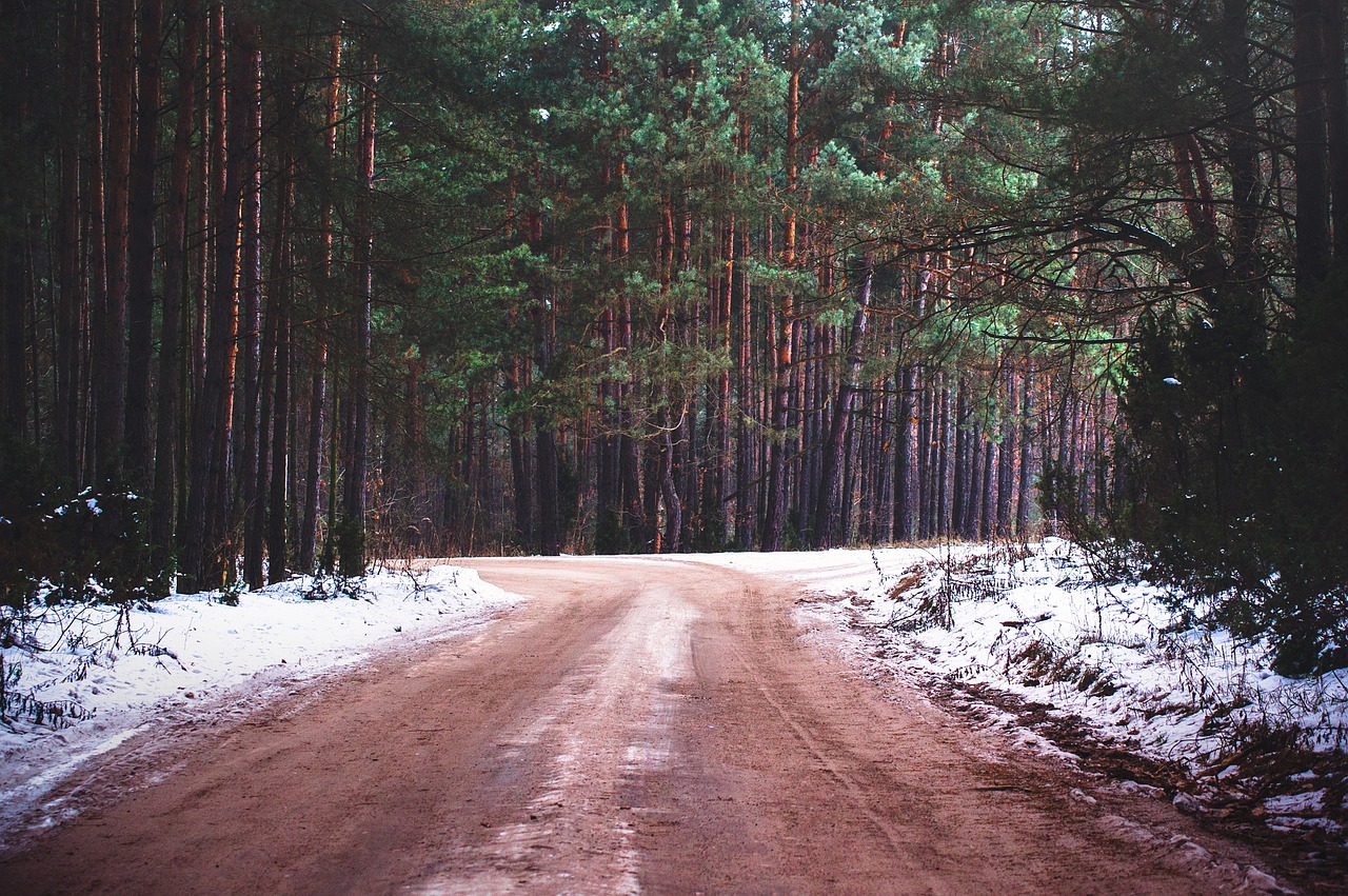 dirt road woods free photo