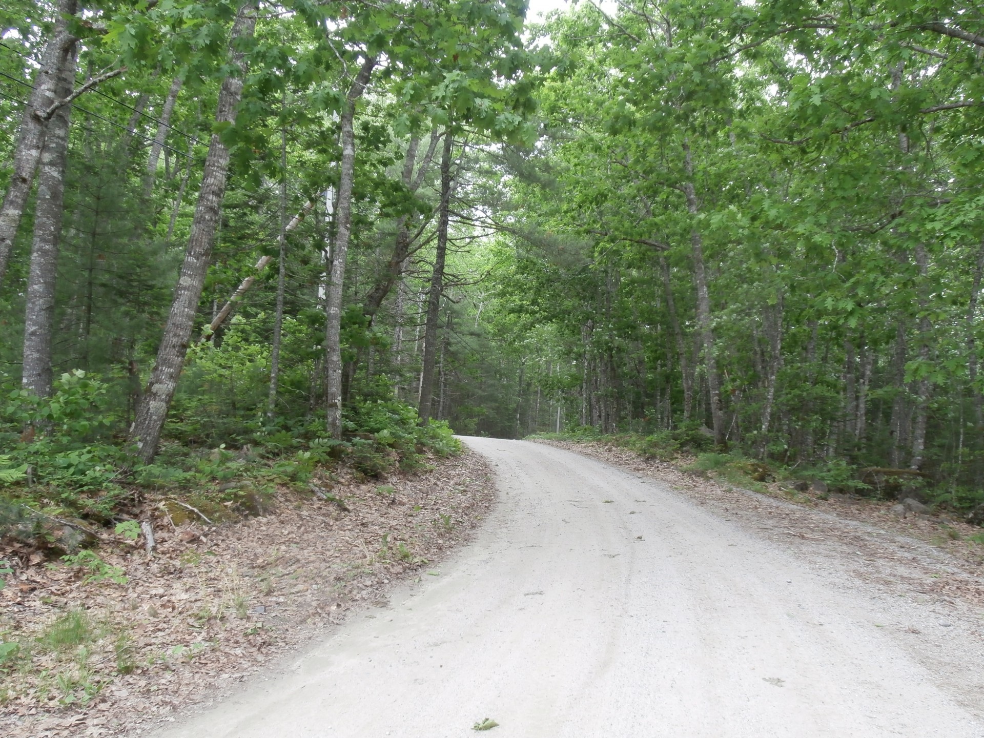 dirt road woods free photo