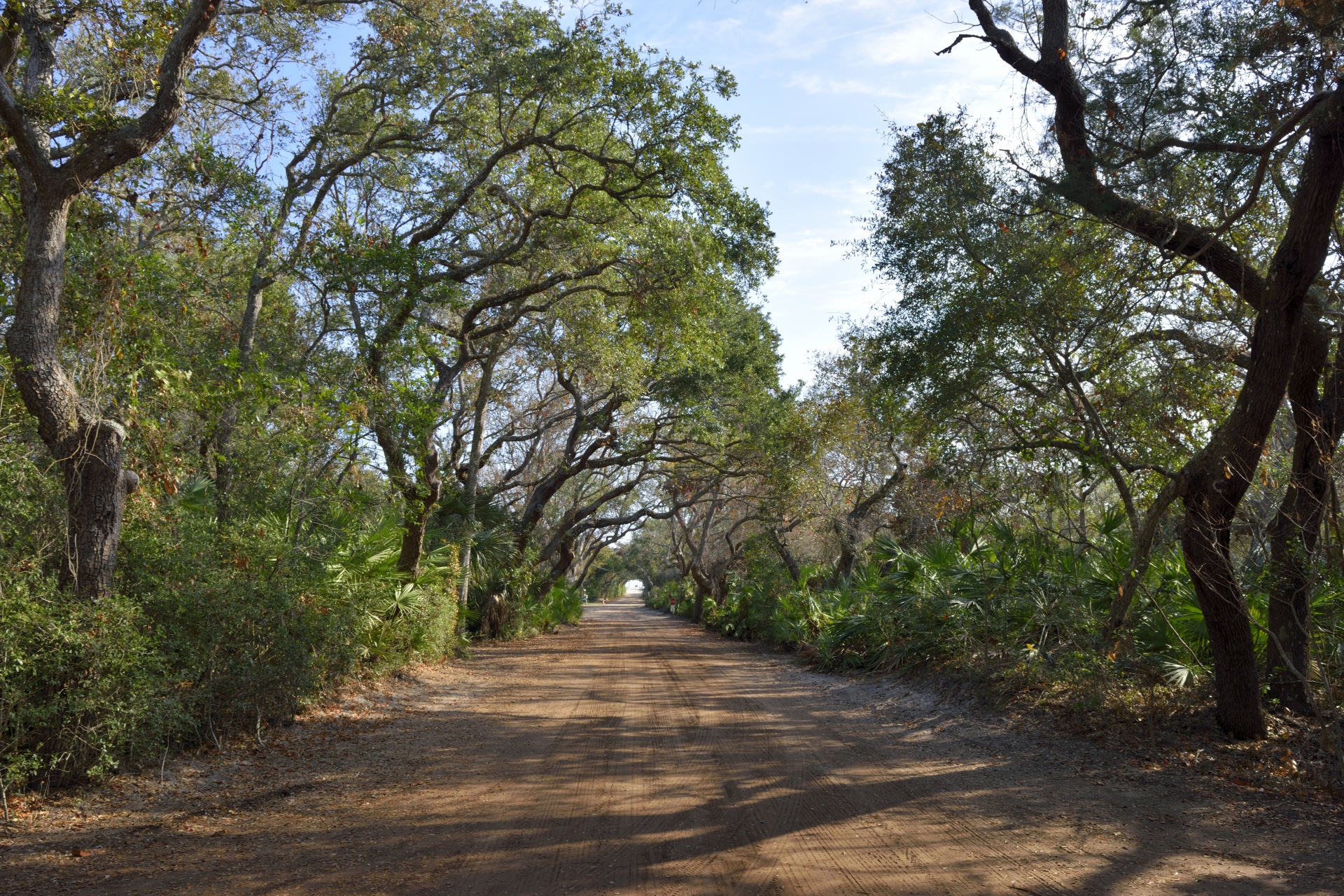 dirt road trees outside free photo