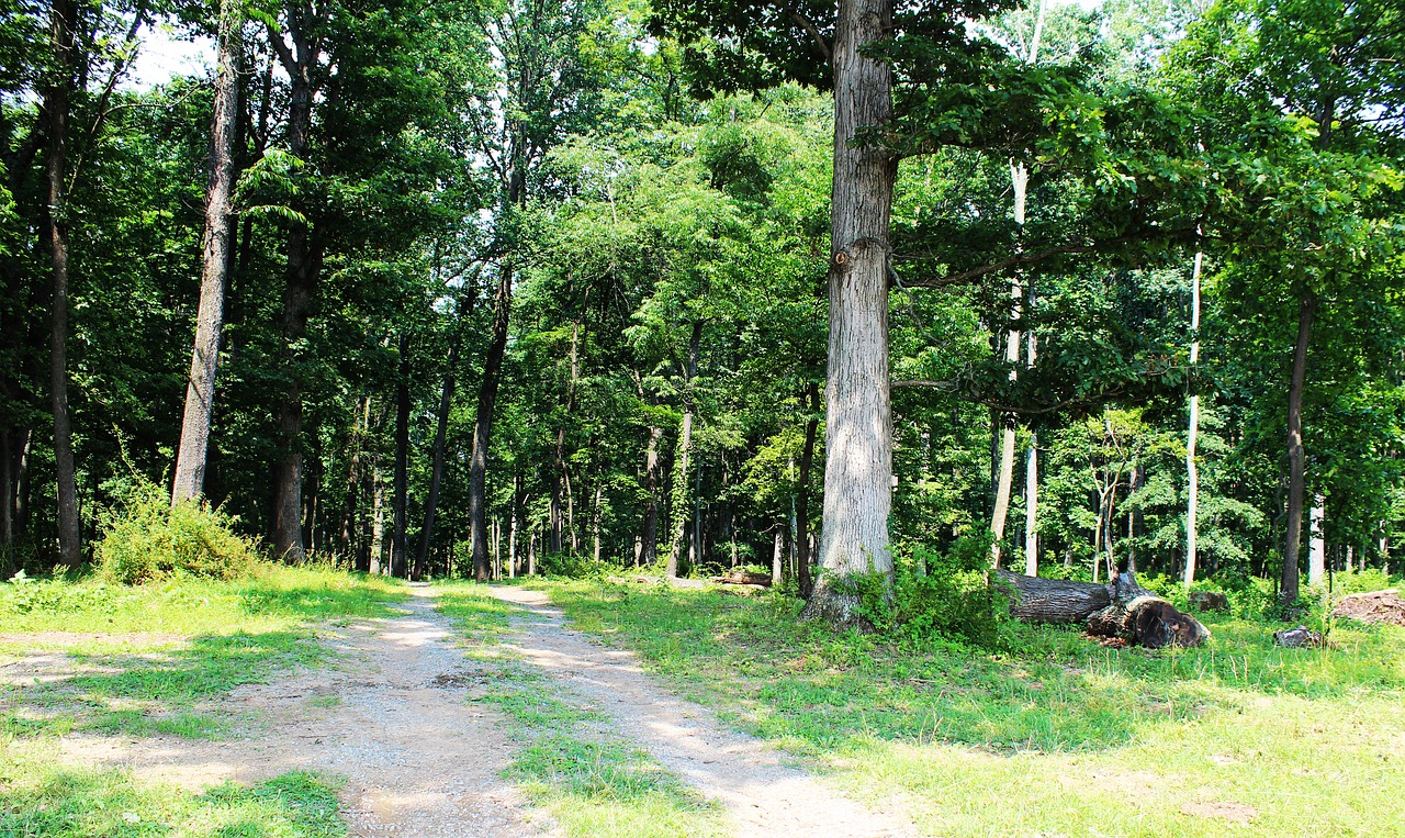 dirt road country path free photo