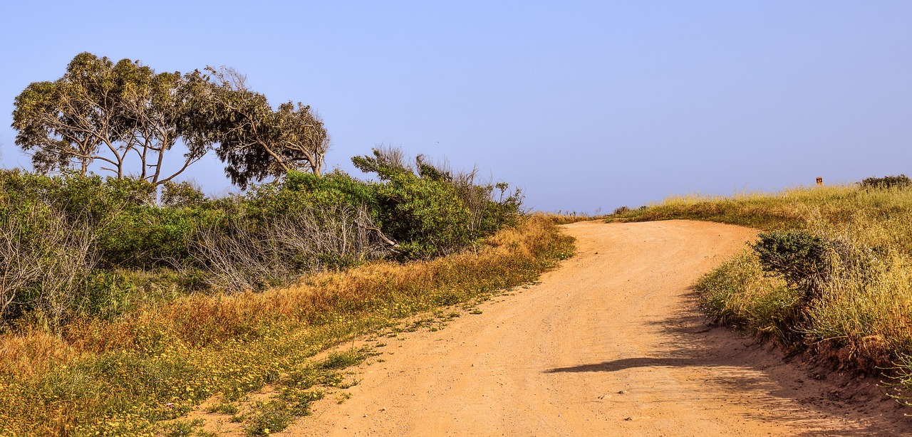 dirt road trees landscape free photo