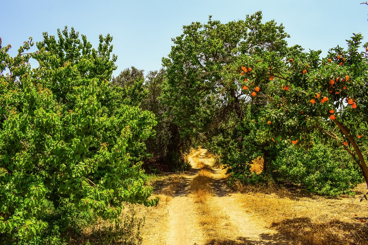 dirt road trees countryside free photo