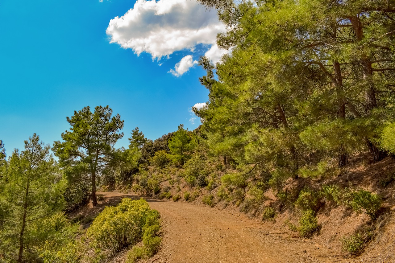 dirt road  forest  woods free photo