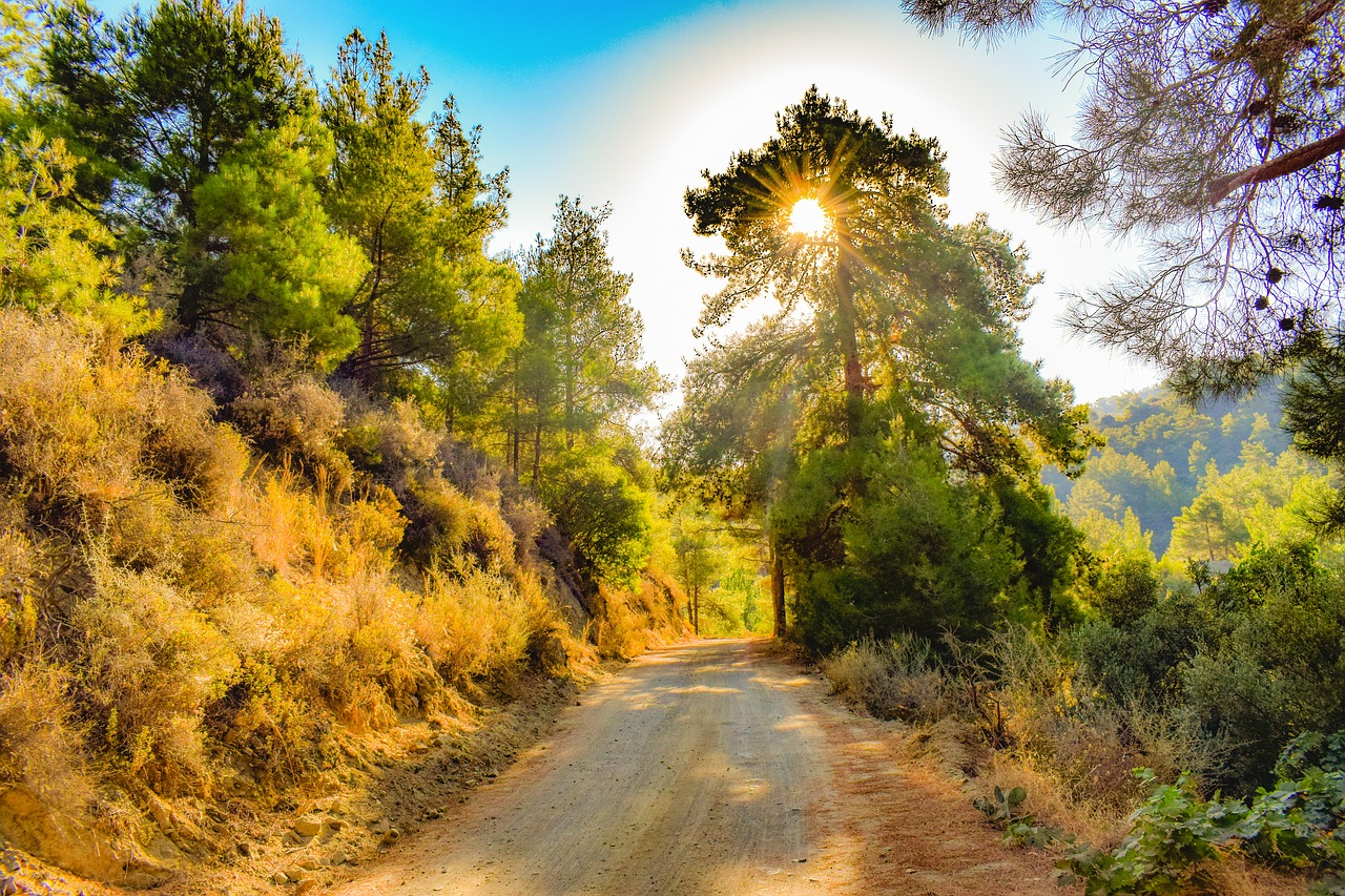 dirt road  forest  morning free photo