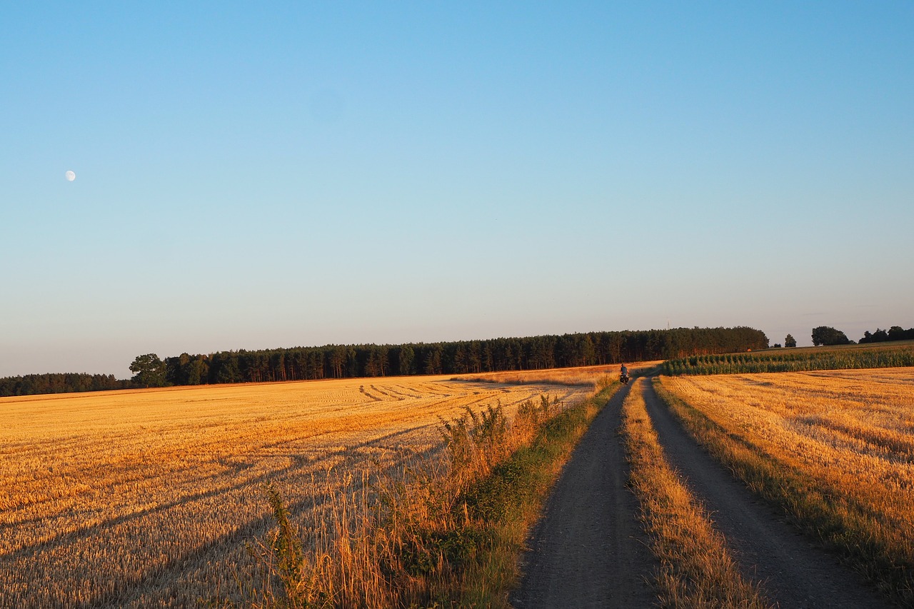 dirt road  corn  village free photo