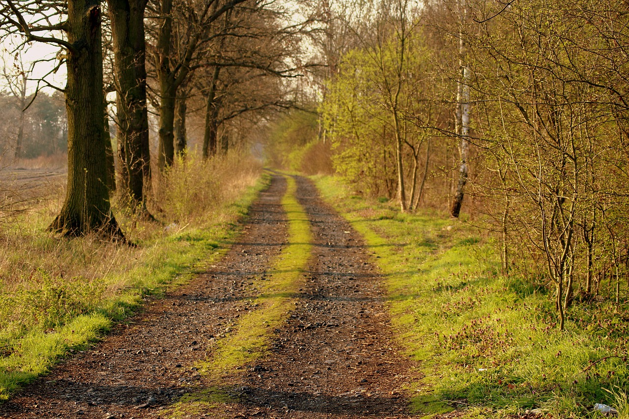 dirt road  forest  spring free photo