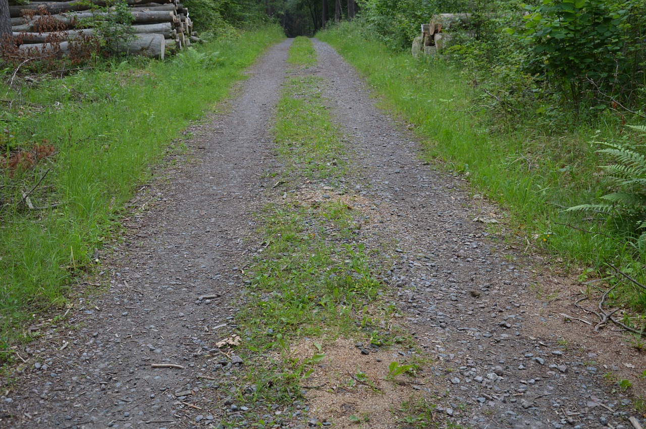 dirt road summer grass free photo