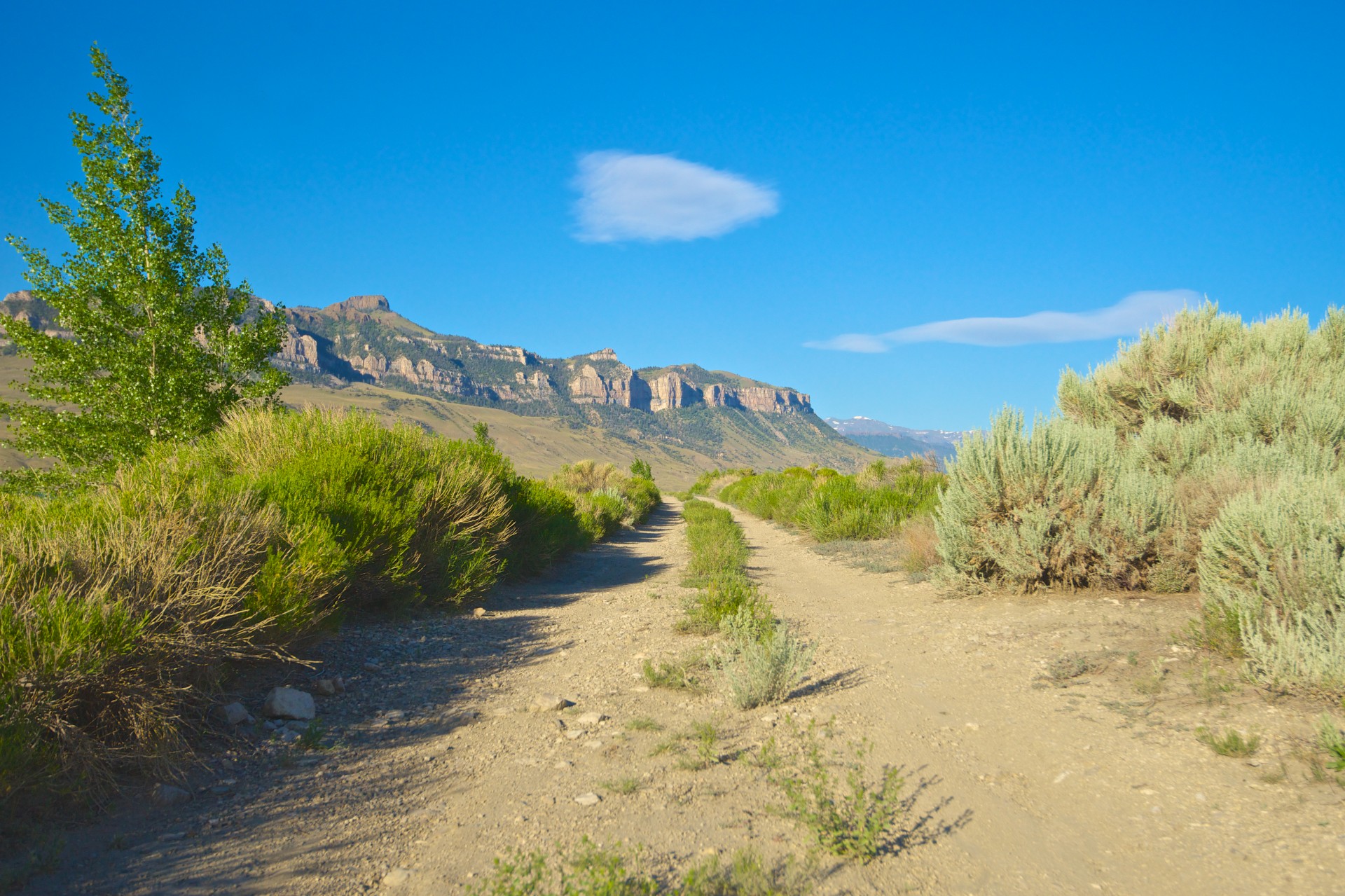 brush bushes cliff free photo