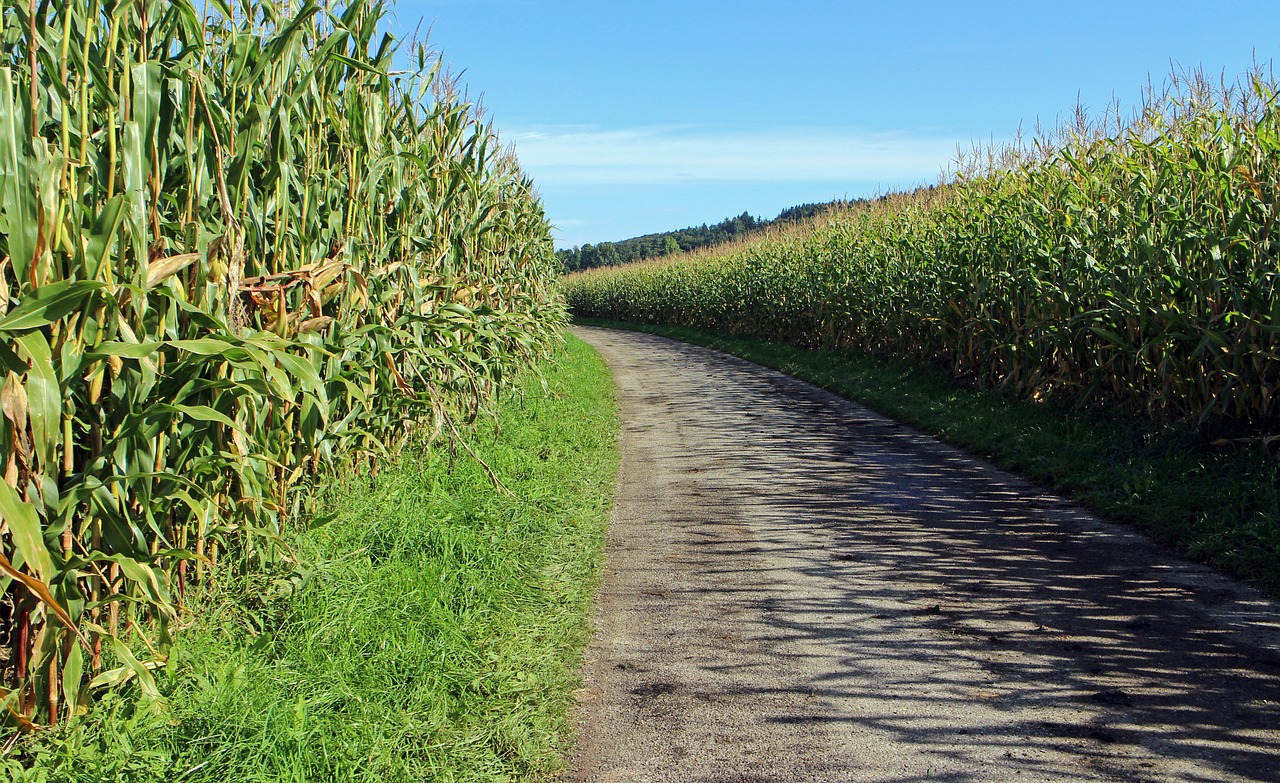 dirt track corn cornfield free photo