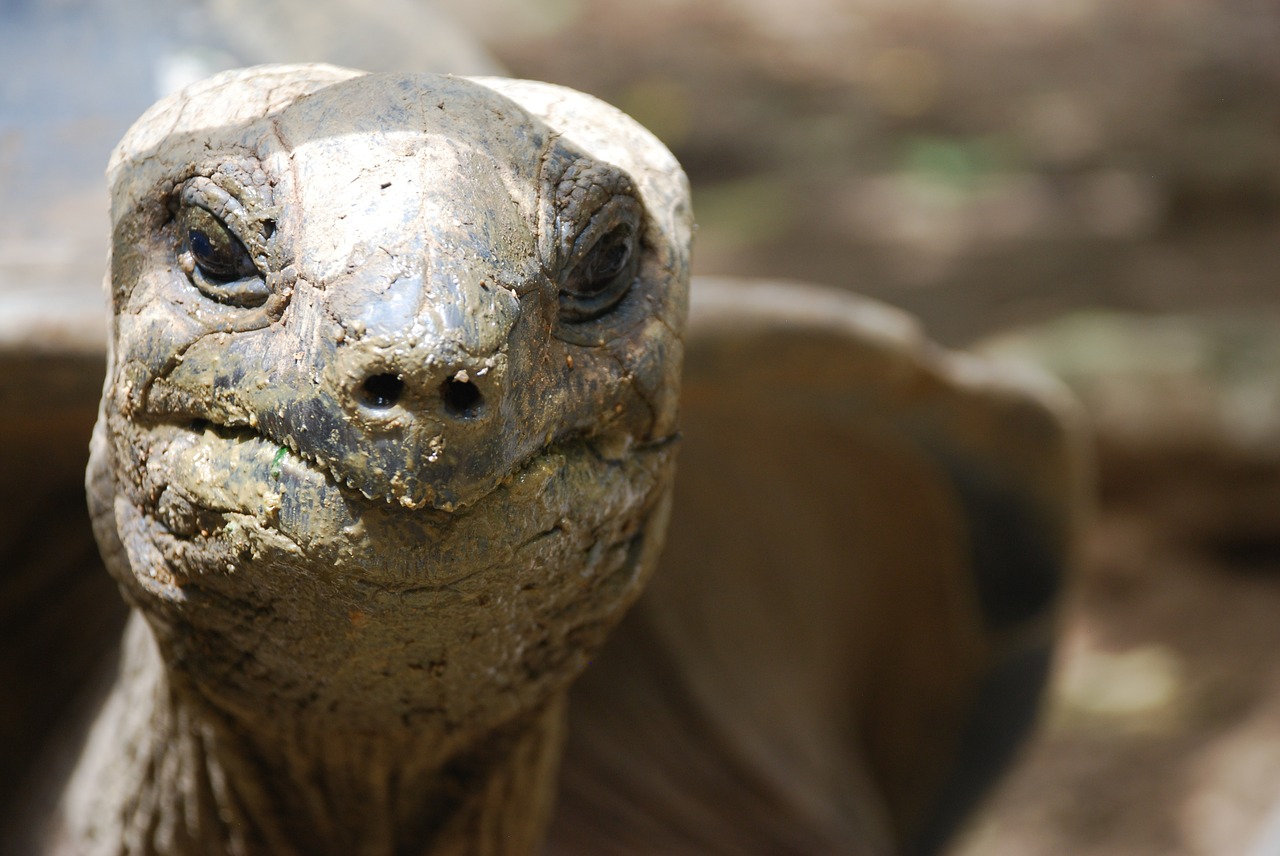 dirty reptile closeup free photo