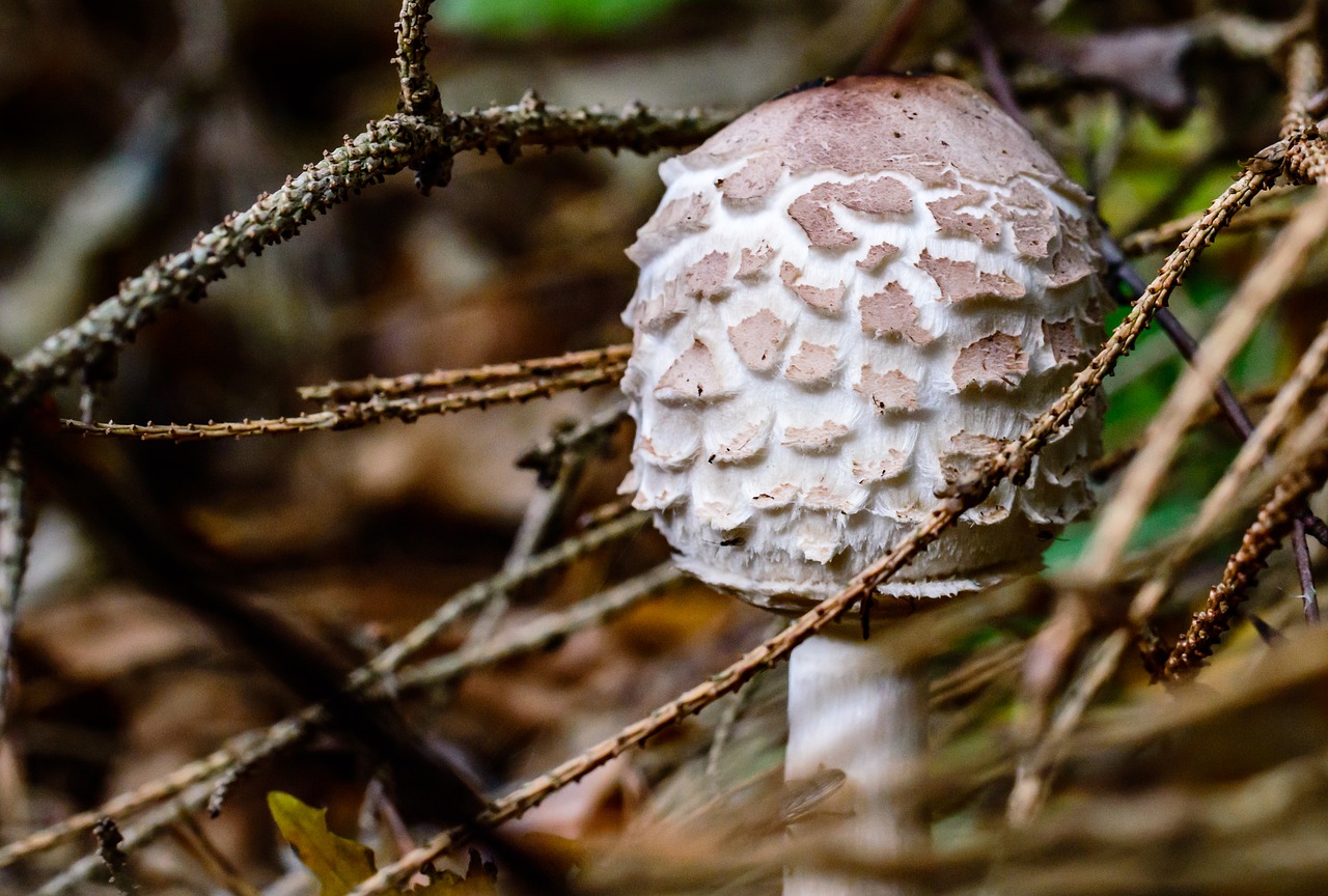 disc fungus mushroom screen fungus free photo