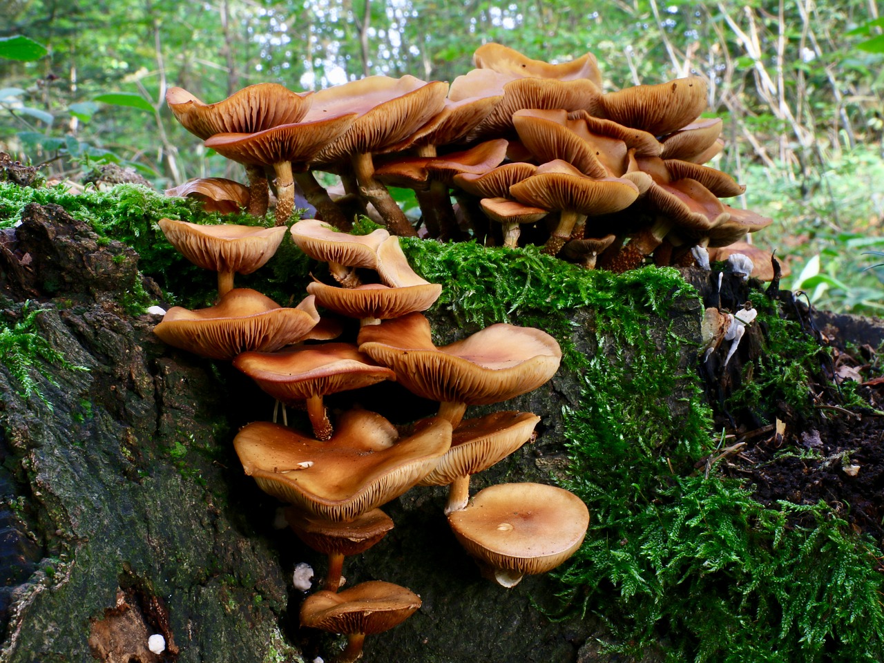 disc fungus moss autumn free photo