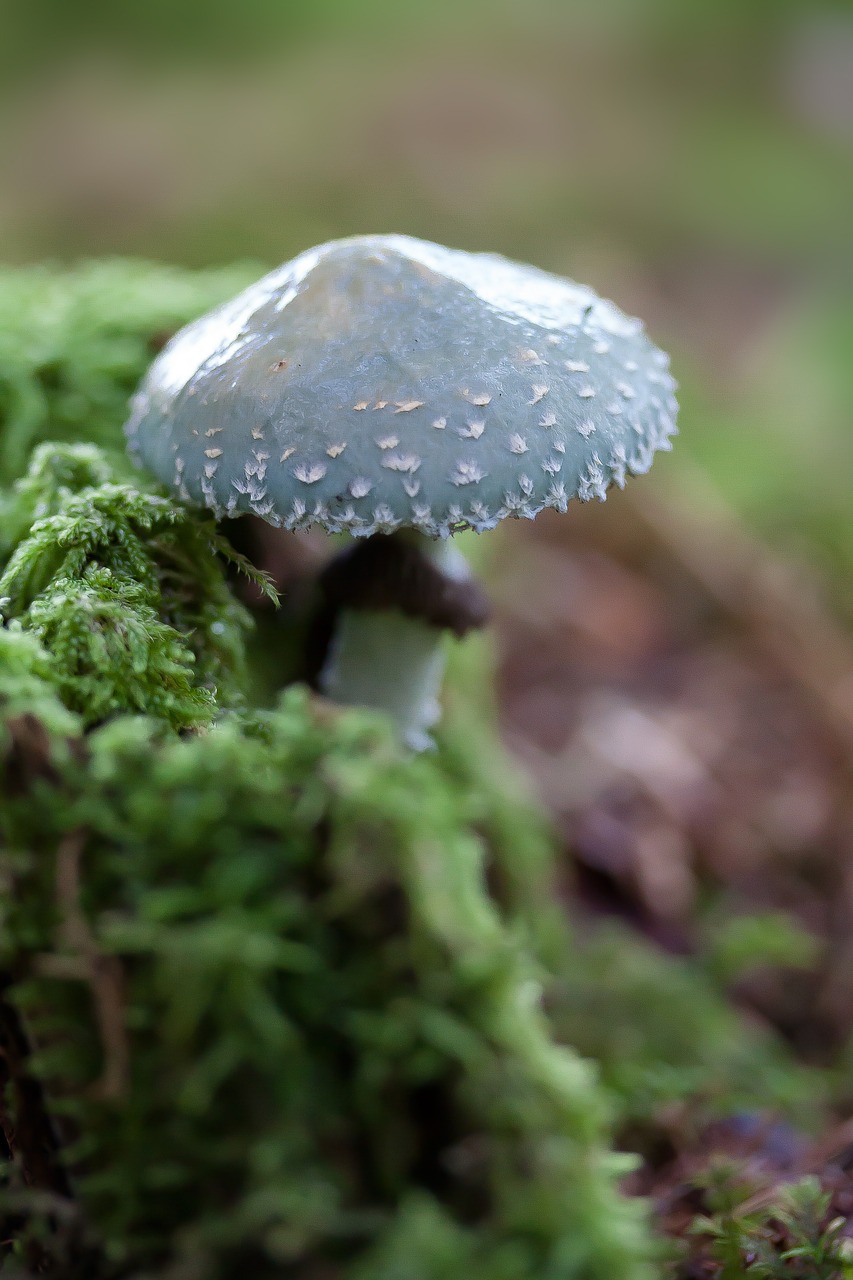 disc fungus mushroom tender free photo