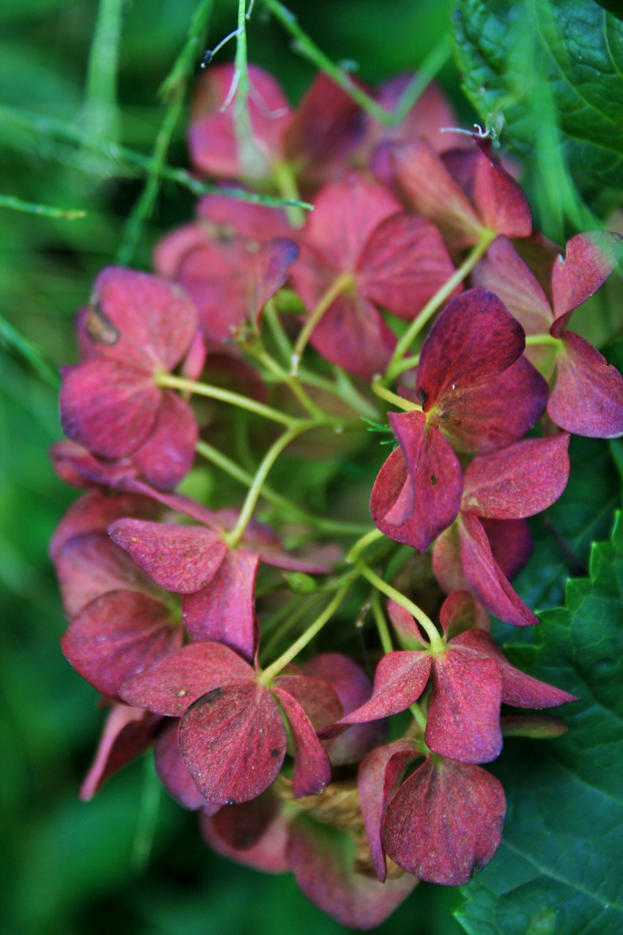 flower hydrangea discolored free photo
