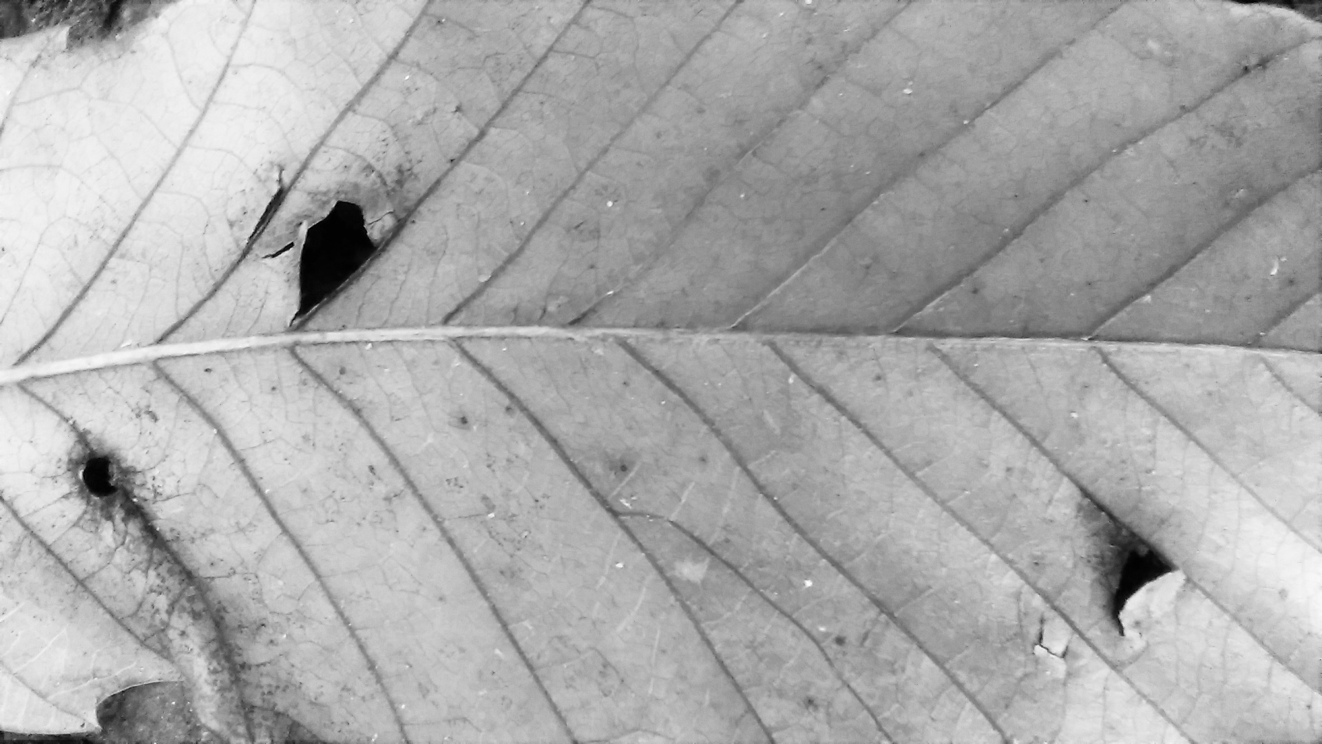 leaf gray autumn free photo