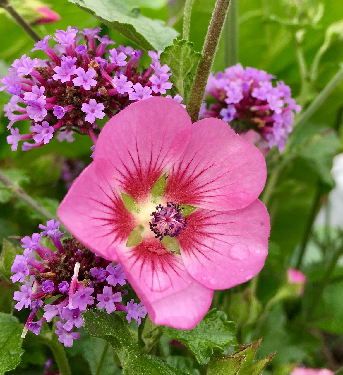 discount pink summer flowers free photo