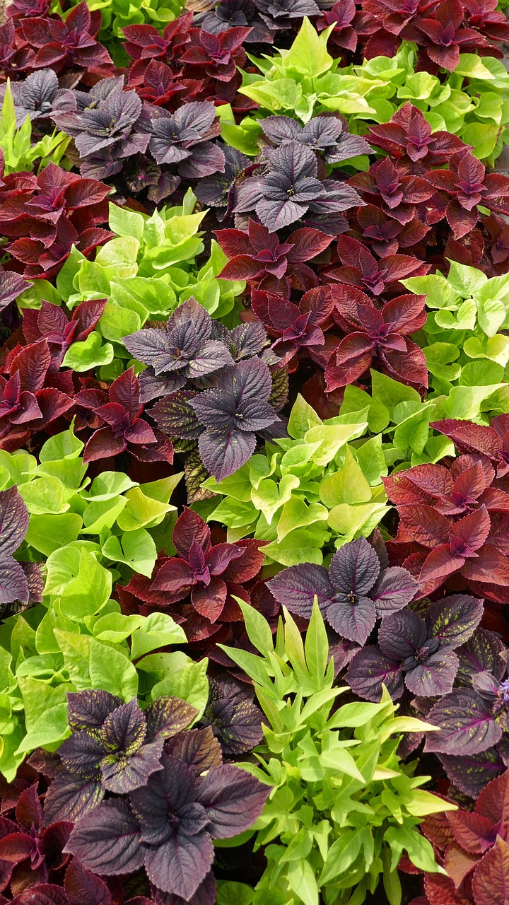 discounts ground cover three coloured free photo