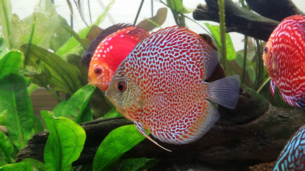 discus fish leopard fish free photo