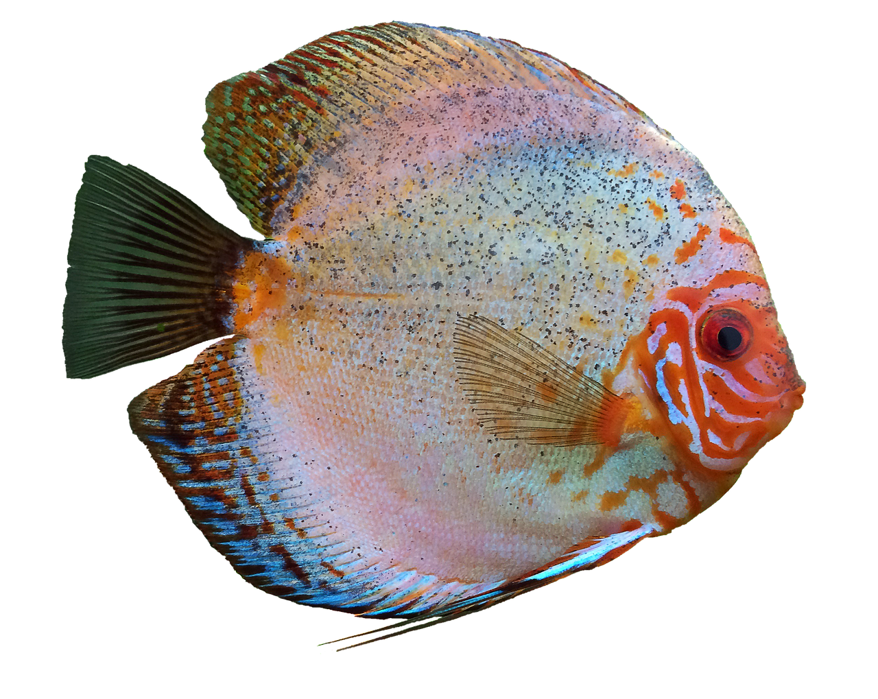 discus fish cichlid aquarium free photo