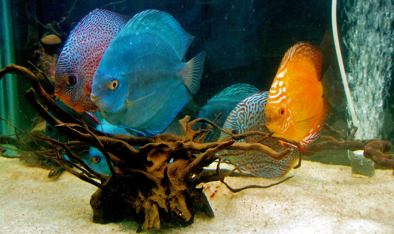 discus fish fish aquarium free photo