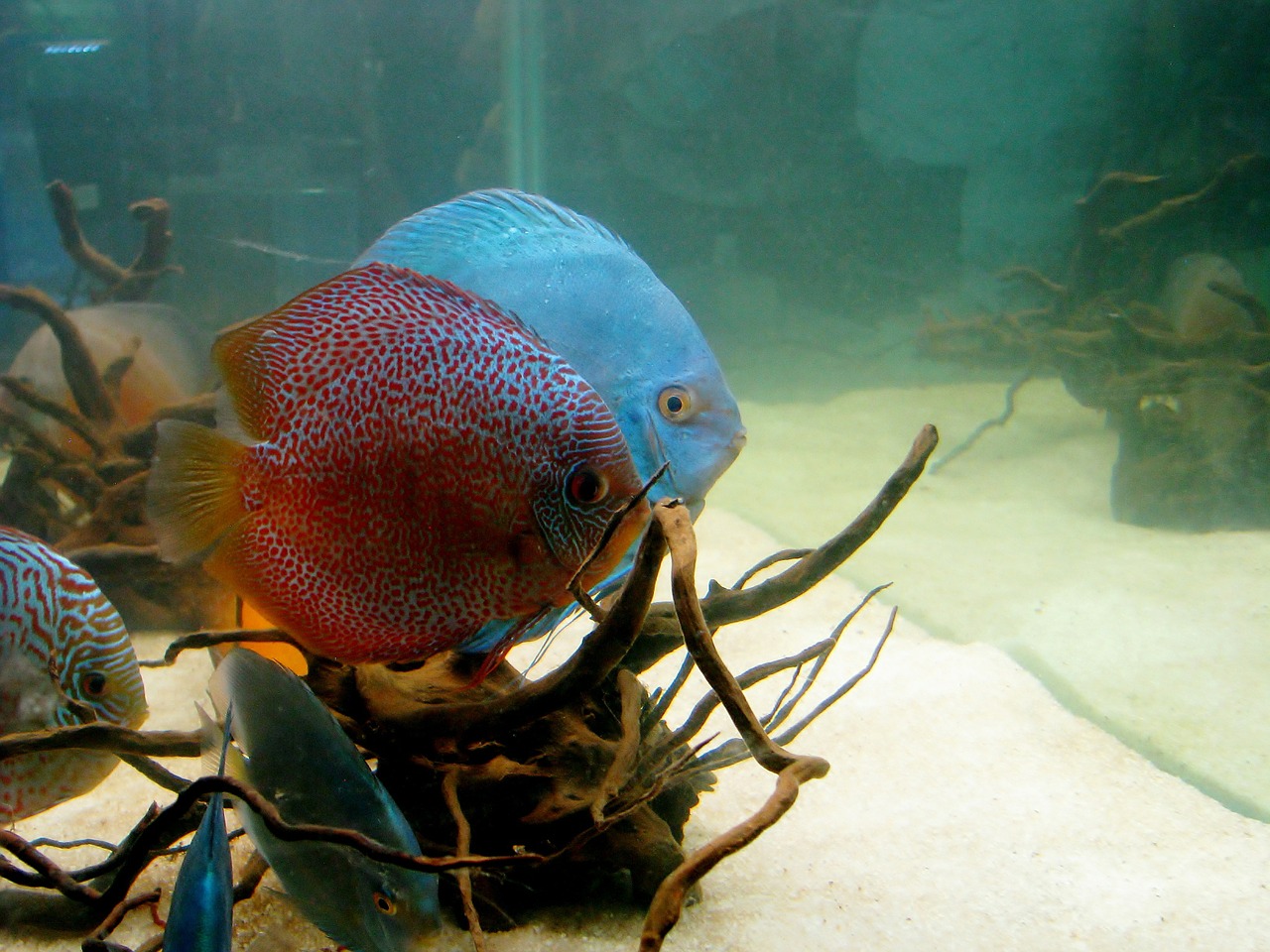 discus fish fish aquarium free photo