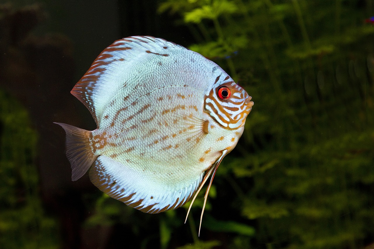 discusvis fish aquarium free photo