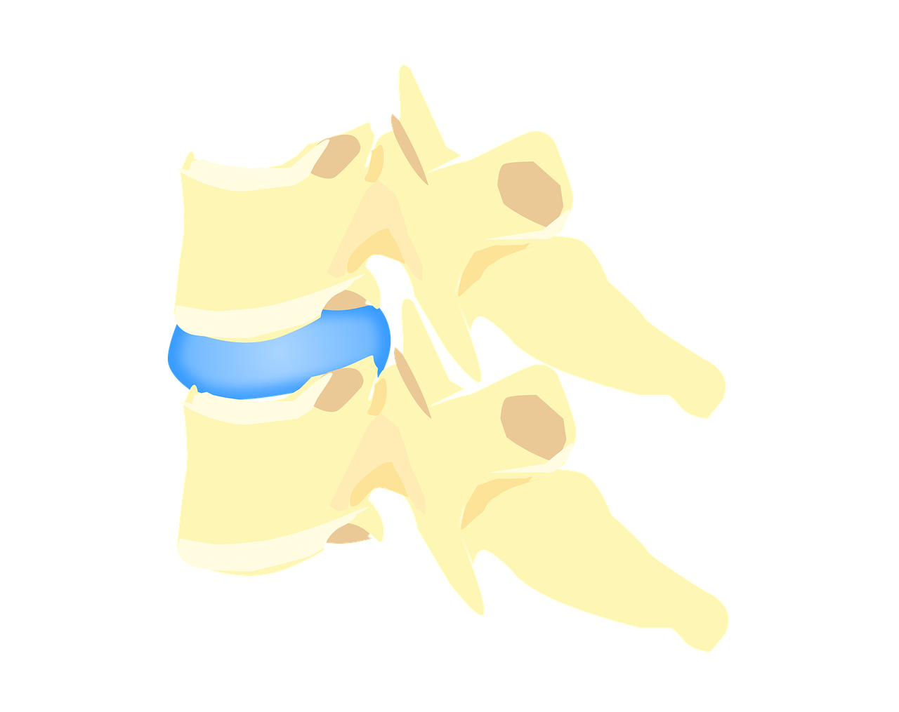 disk  vertebra  articulation free photo