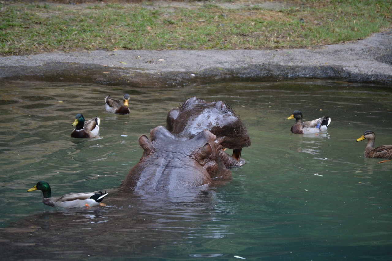 disney hippo hippopotamus free photo