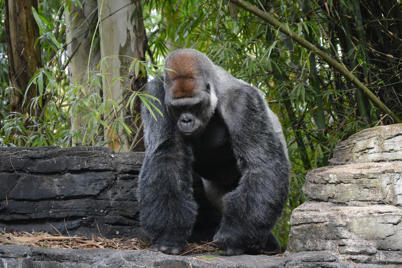 disney gorilla animal free photo