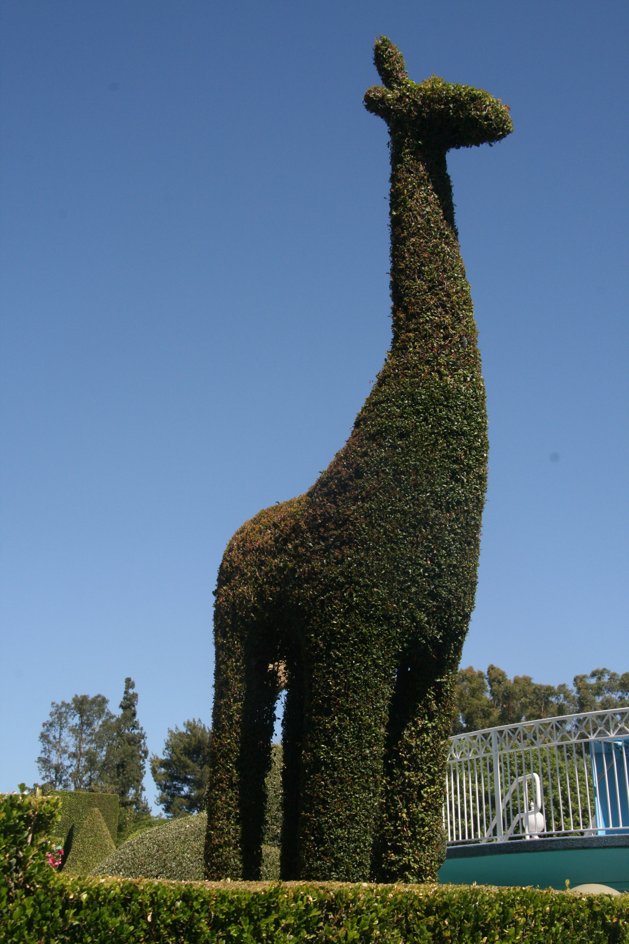 disney hedge giraffe free photo