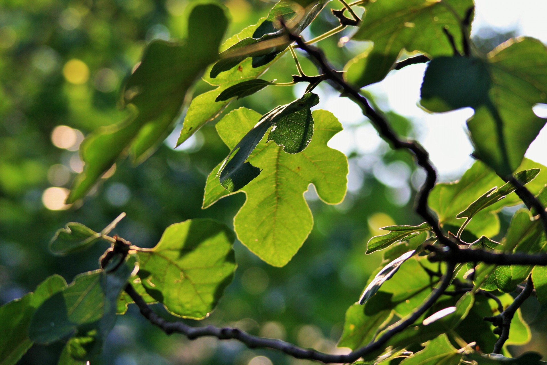 tree fig leaves free photo