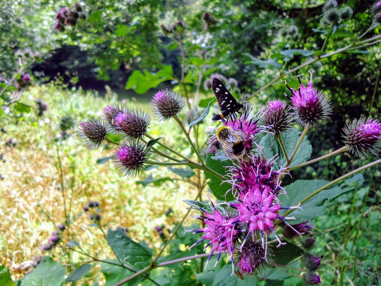 distel  thistle  bee free photo