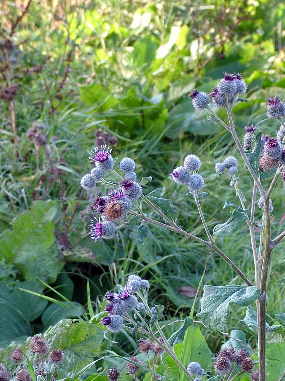 nature thistle plant free photo