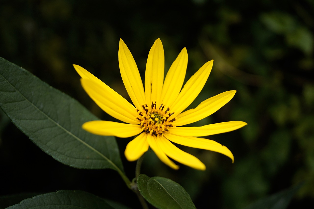 dísznapraforgó sunflower flower free photo