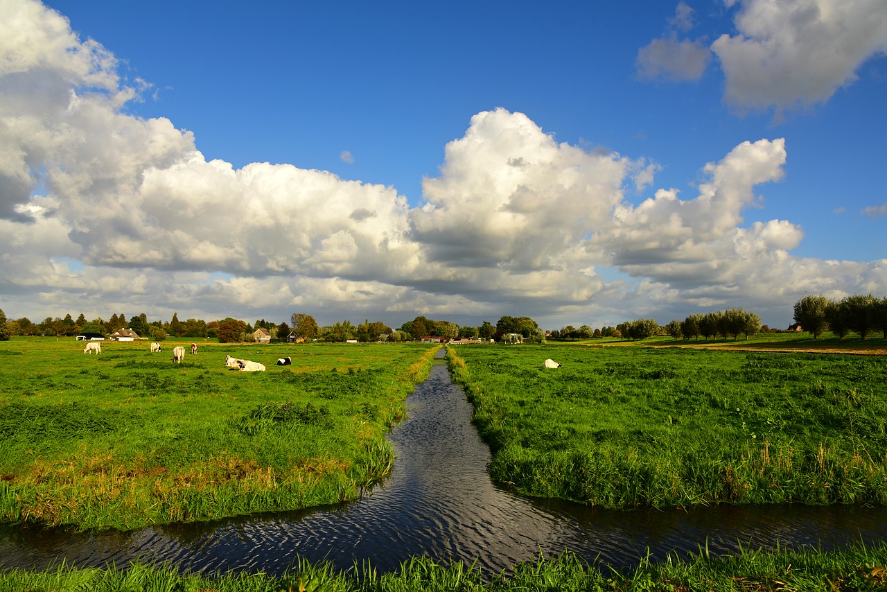 ditch  meadow  field free photo