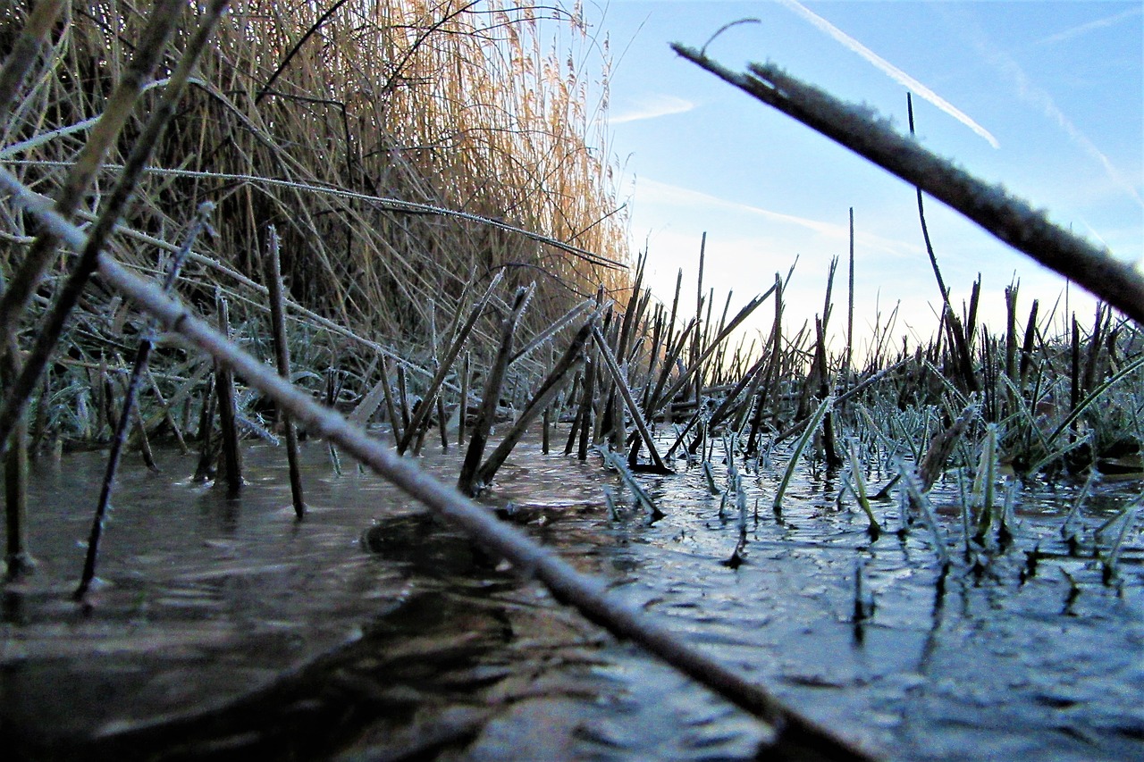 ditch  reed  frozen free photo