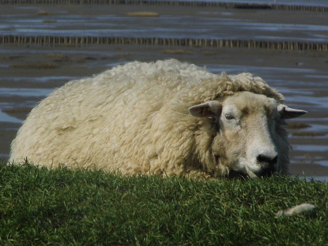 dithmarschen sheep dike free photo