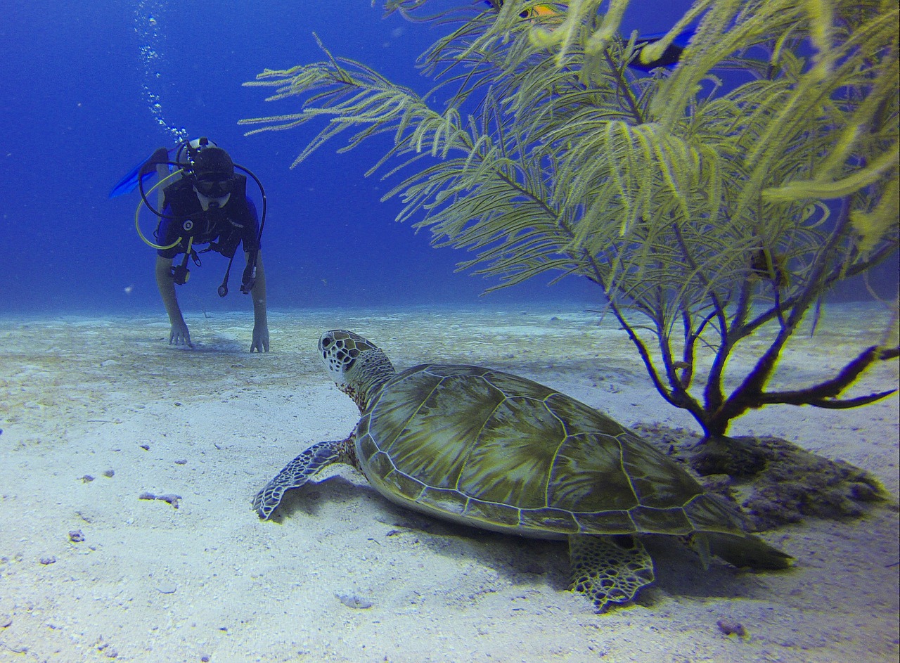 diver turtle mexico free photo