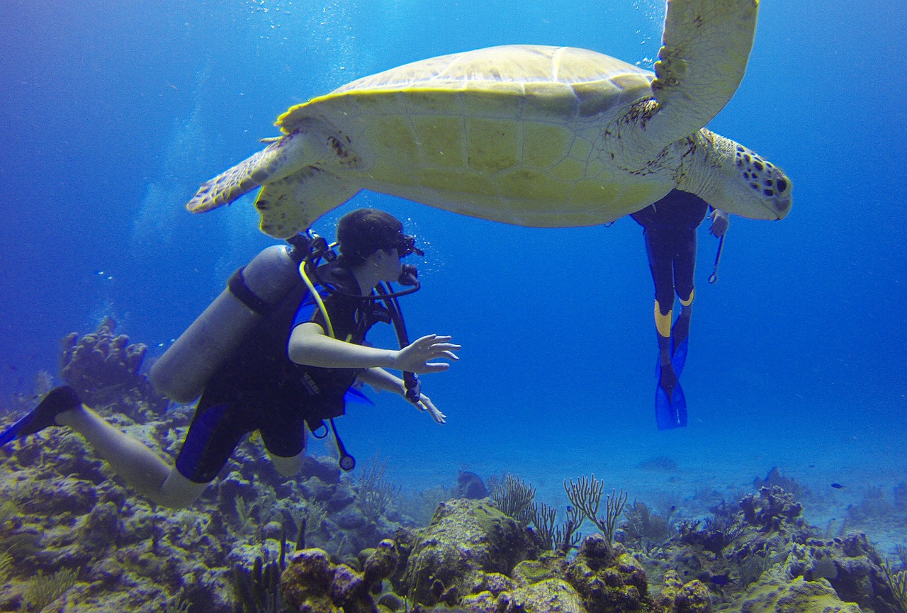 diver turtle mexico free photo