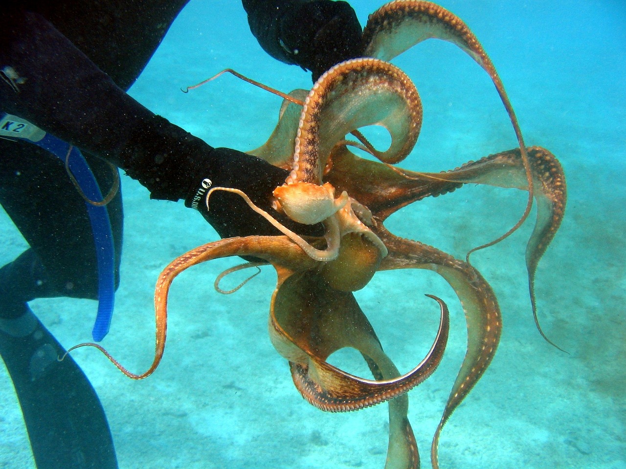 diver octopus grasping free photo