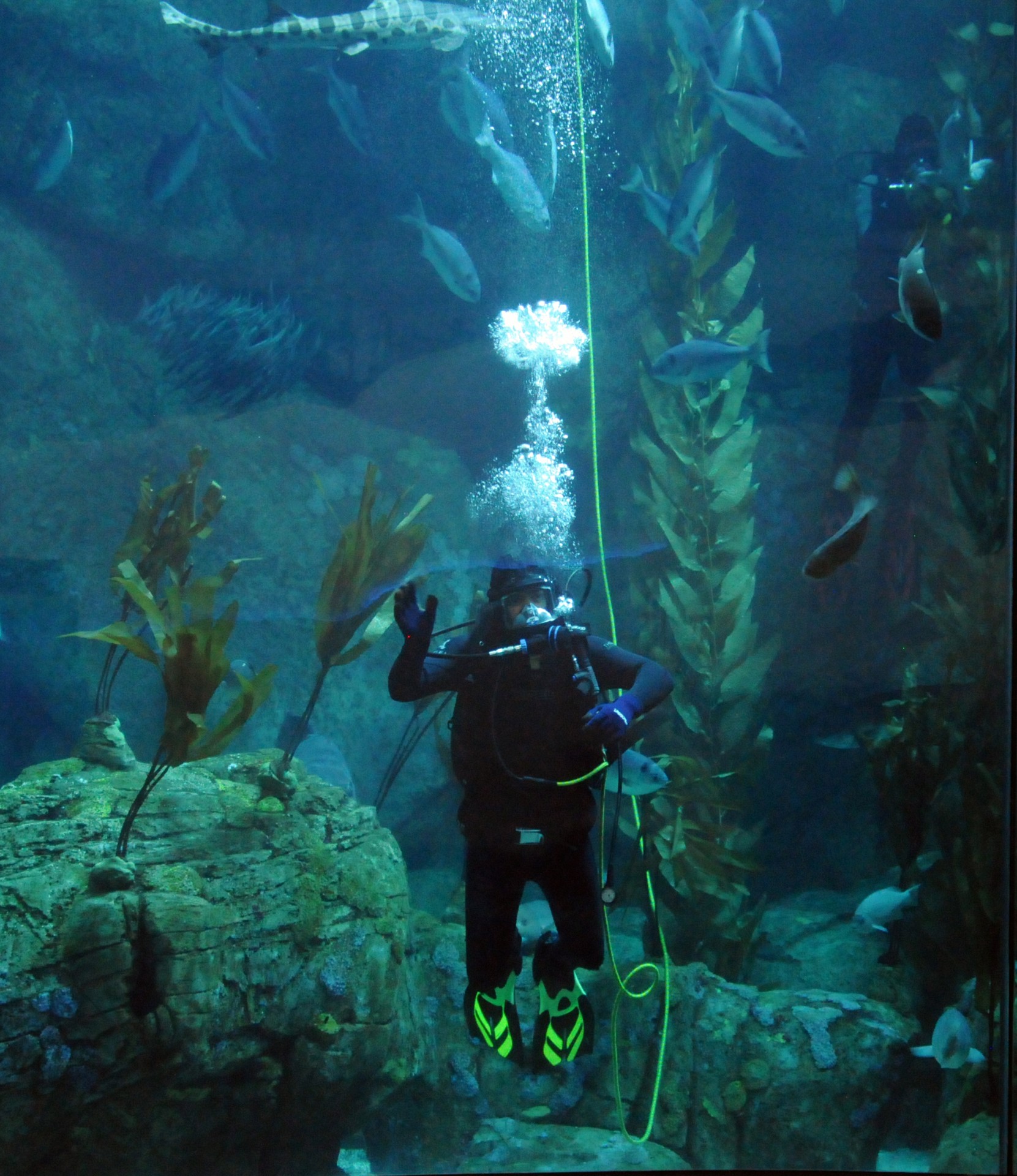 diver diving ocean free photo