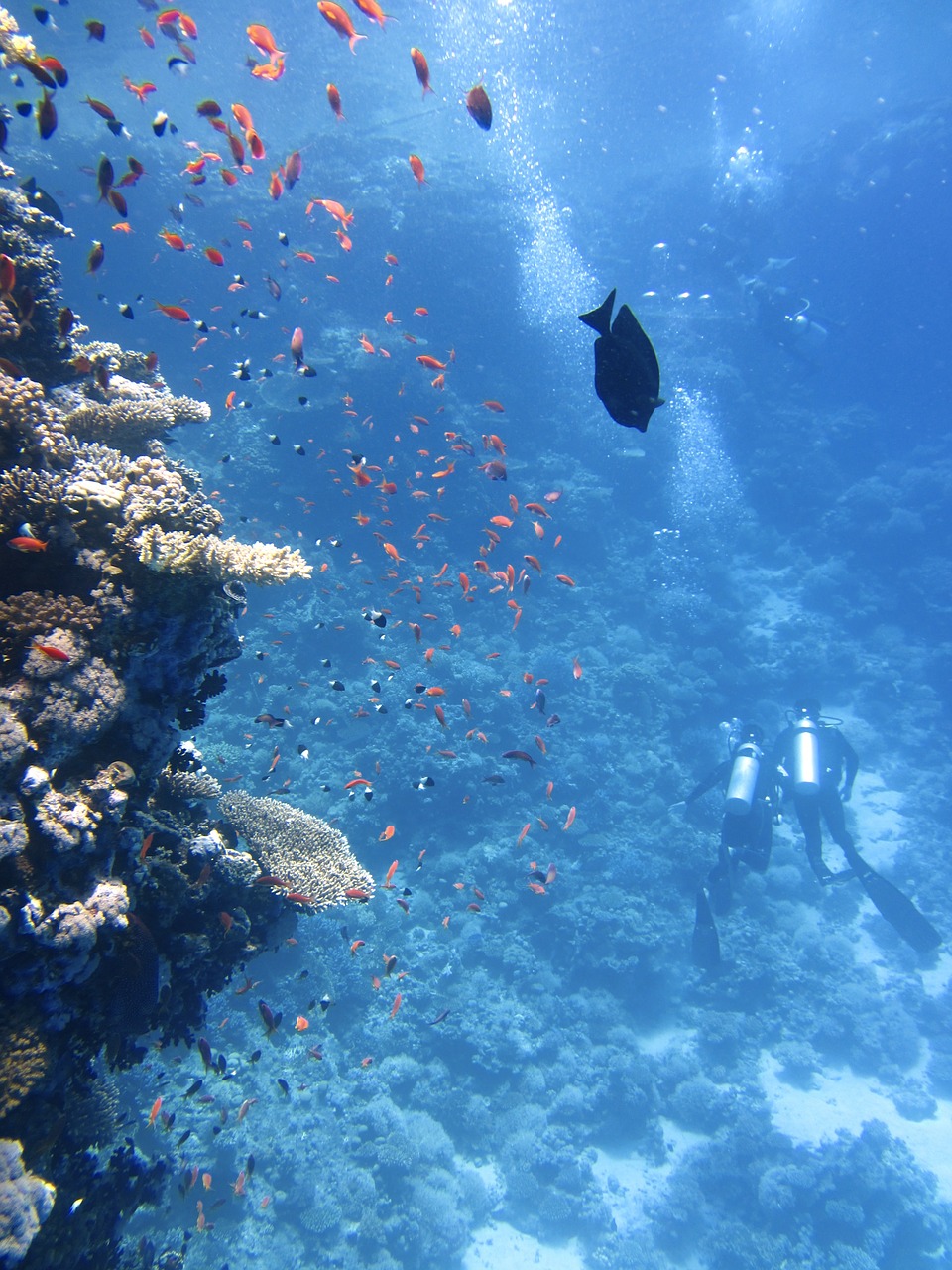 divers underwater ocean free photo