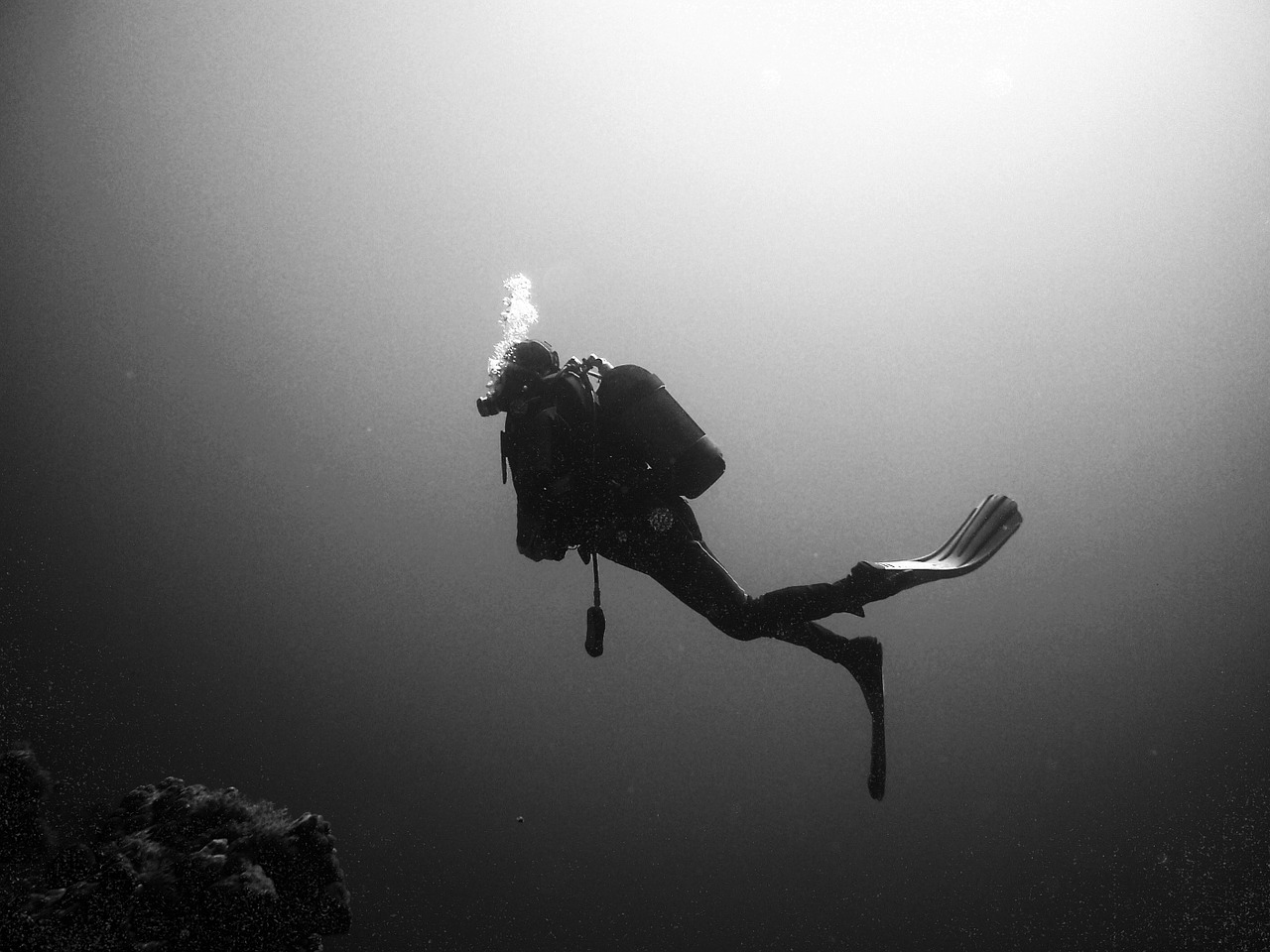 divers diving underwater free photo